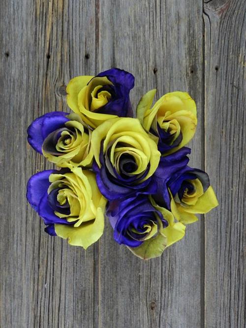 PURPLE & YELLOW  TINTED ROSE